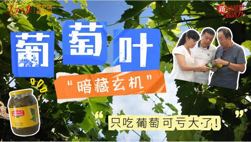 新场景里看活力｜藏不住了！葡萄叶居然也能吃