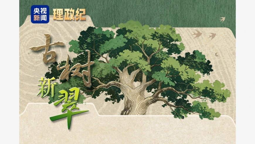 理政纪丨古树新翠