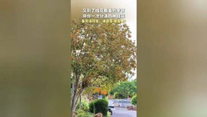 “桂花香是一种非牛顿流体”上热搜，网友：科学上不对，但感觉上全对
