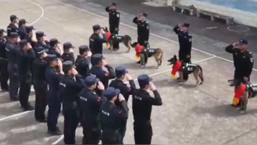 “愿余生做快乐的小狗” 四头功勋警犬戴红花退役
