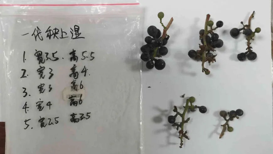 “世界上最孤独的植物”子代葡萄植株迎丰收！偷吃可入刑