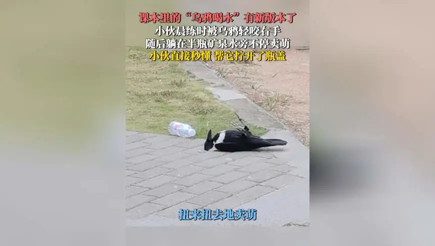 课本里的“乌鸦喝水”有新版本了！小伙晨练时被乌鸦轻咬右手，随后乌鸦躺在半瓶矿泉水旁不停卖萌；小伙直接秒懂，帮它拧开了瓶盖