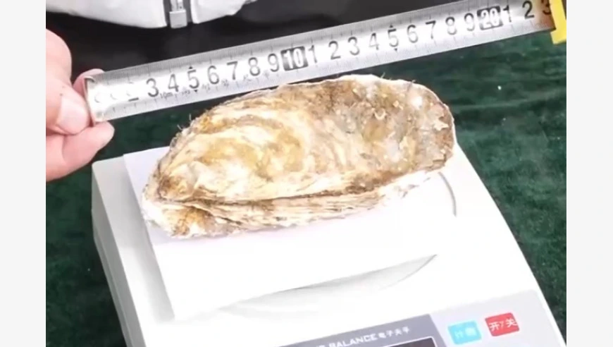 视频丨沙漠海鲜又上新了！盐碱水里养出大生蚝