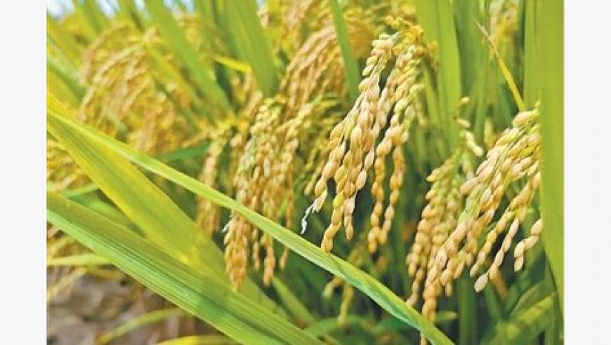 丰收时节，看稻香里的新品种