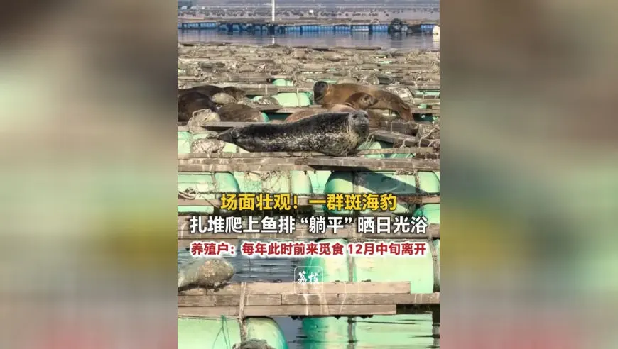 场面壮观！一群斑海豹扎堆爬上鱼排 “躺平” 晒日光浴 养殖户：每年此时前来觅食 12月中旬离开