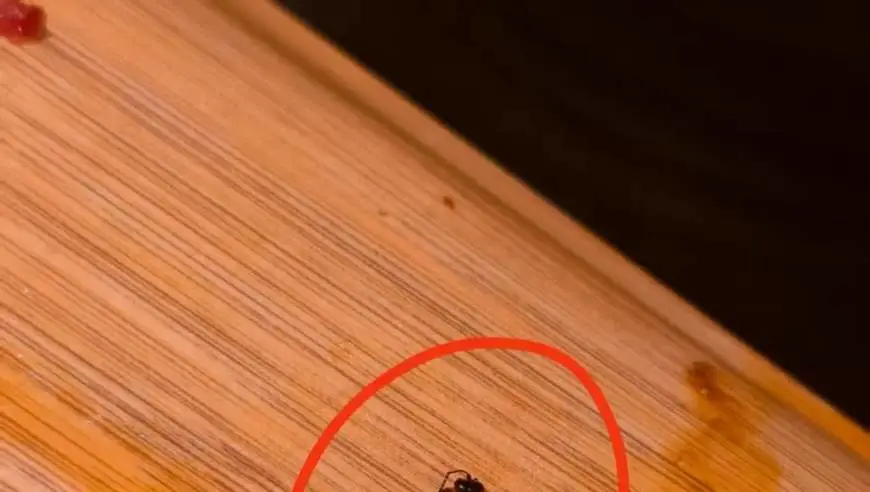 一连锁火锅店锅中捞出苍蝇，顾客要求按法律赔偿，门店：可退款，不额外赔偿