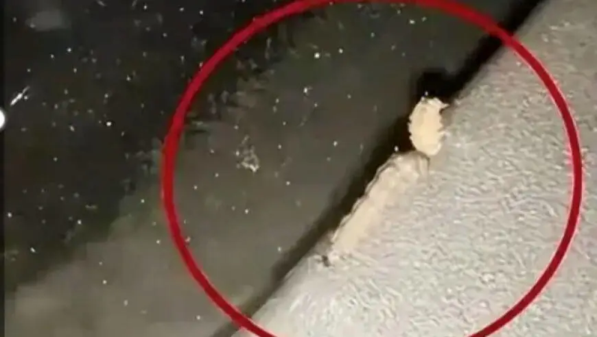 多地路边车辆惊现圆形小洞，边缘光滑，“作案凶手”竟是夜蛾幼虫
