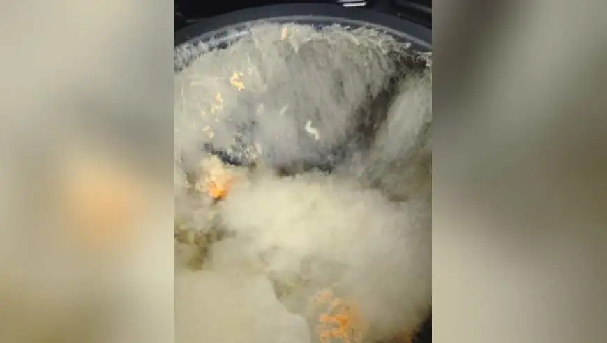 女子出远门回来吓坏了，电饭锅成精了，一锅的白菌跟瀑布一样，网友提醒：可以卖钱