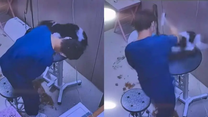因剪毛缩爪子不配合，狗狗在宠物店被美容师暴打，主人撞见当场怒斥