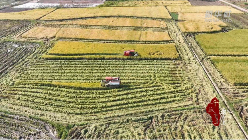 千城百县看中国｜金风拂沃野 粮果共丰收