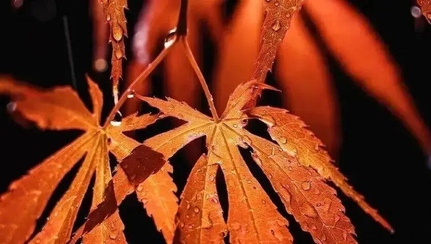 明确了！提前发工资
