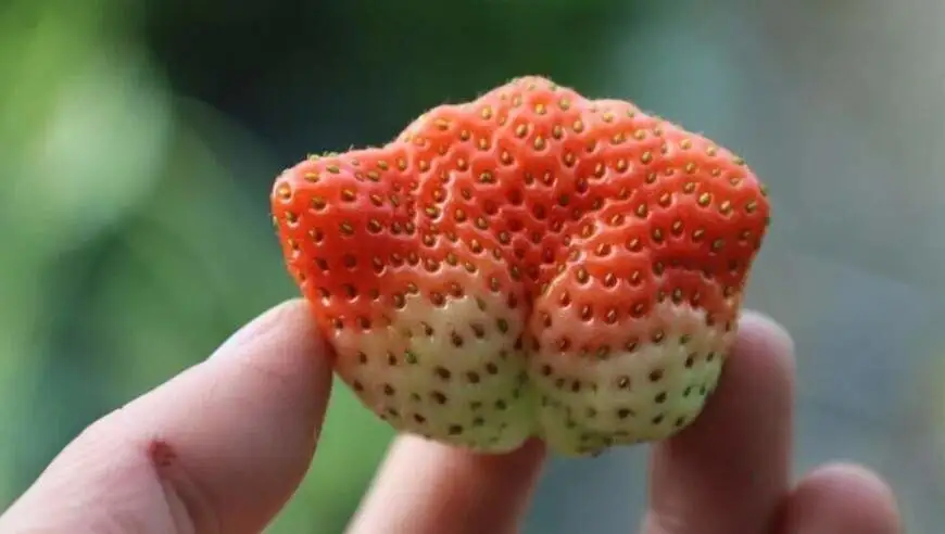 畸形草莓是激素催的、双生樱桃是辐射造成的？别再误解“畸形水果”了！